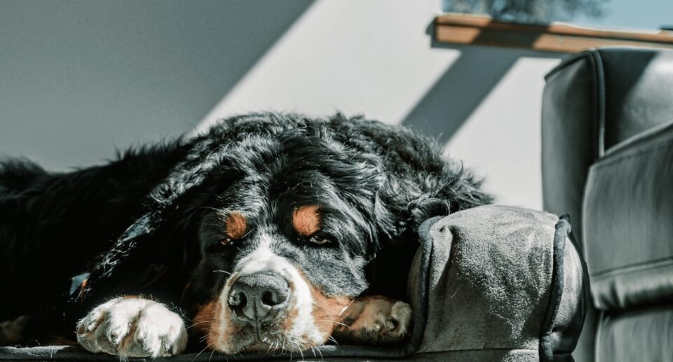Elegant pet furniture including a wooden dog bed and in a stylish living room.