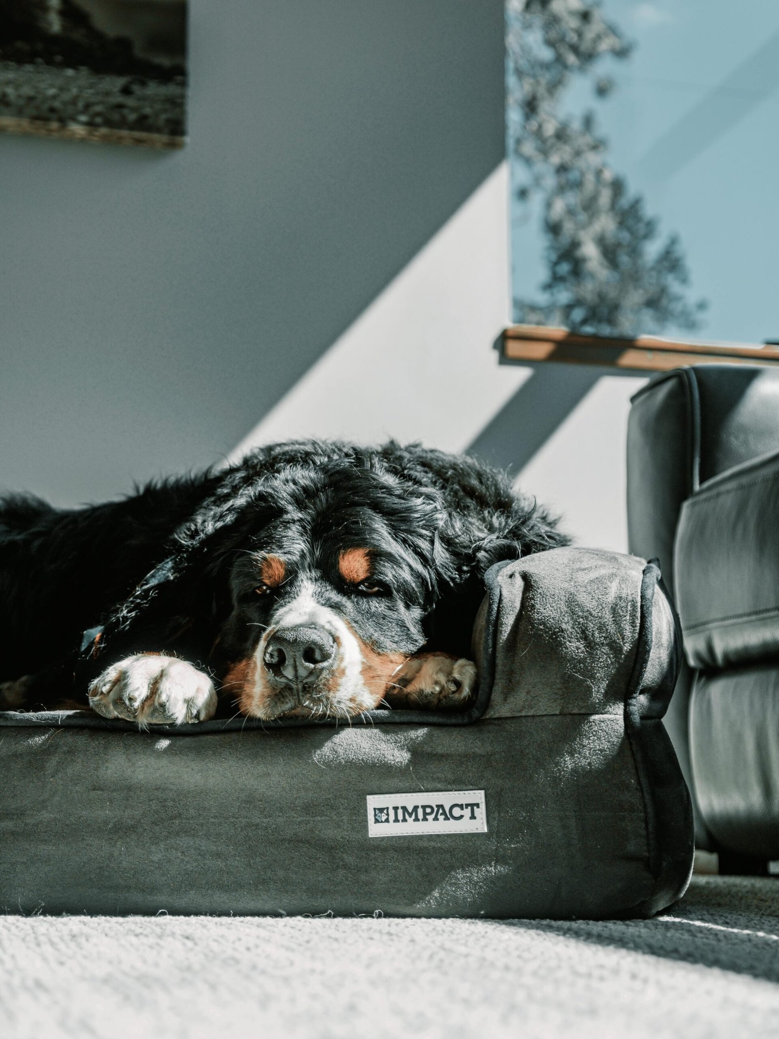 Furniture for Pets: Stylish & Smart Picks for Happy Homes